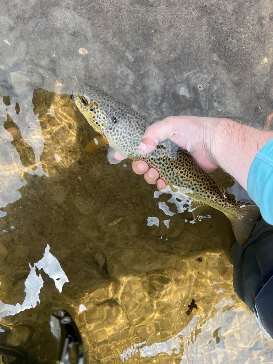Abergavenny trout - LB from Bath